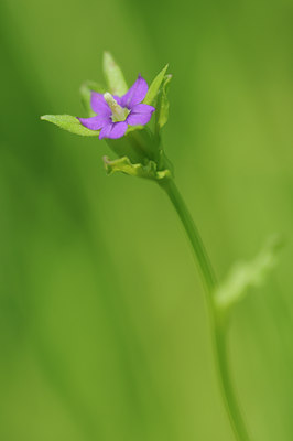 BUITEN BEELD Foto: 93024