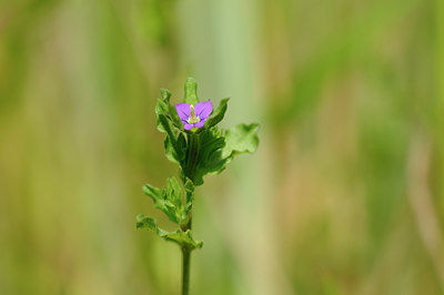 BUITEN BEELD Foto: 93026