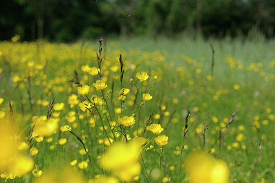 BUITEN BEELD Foto: 93027
