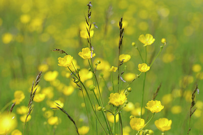BUITEN BEELD Foto: 93028