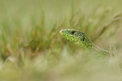 BUITEN BEELD Foto: 93146