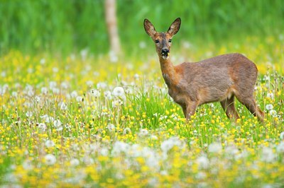 BUITEN BEELD Foto: 93149