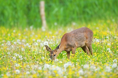 BUITEN BEELD Foto: 93153
