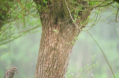 BUITEN BEELD Foto: 93192