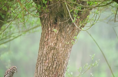 BUITEN BEELD Foto: 93192