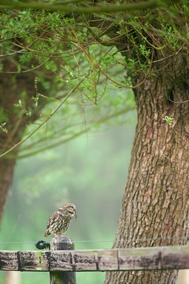 BUITEN BEELD Foto: 93193