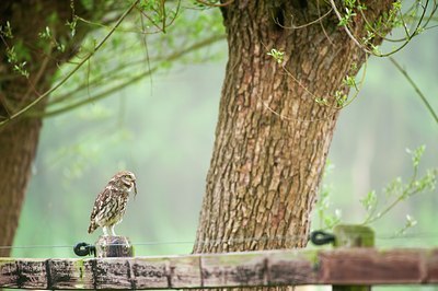 BUITEN BEELD Foto: 93201