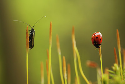 BUITEN BEELD Foto: 93226