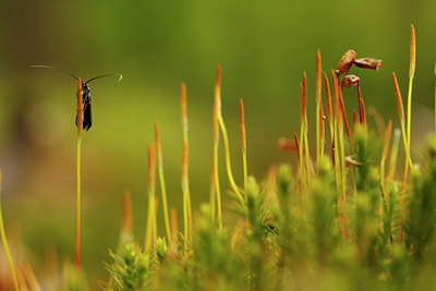 BUITEN BEELD Foto: 93233