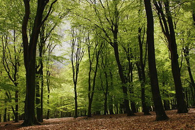 BUITEN BEELD Foto: 93237
