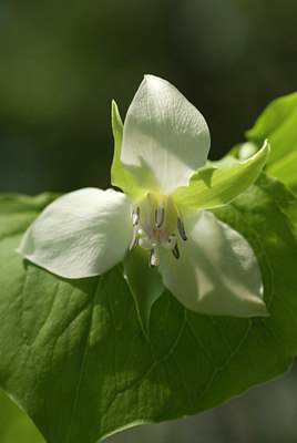 BUITEN BEELD Foto: 93243