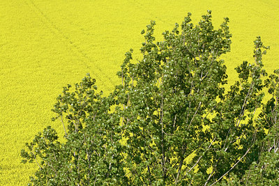 BUITEN BEELD Foto: 93250