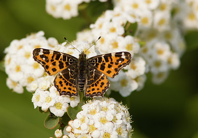 BUITEN BEELD Foto: 93263