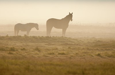 BUITEN BEELD Foto: 93277