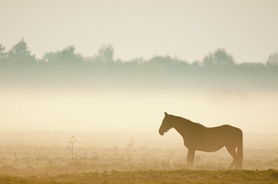 BUITEN BEELD Foto: 93278