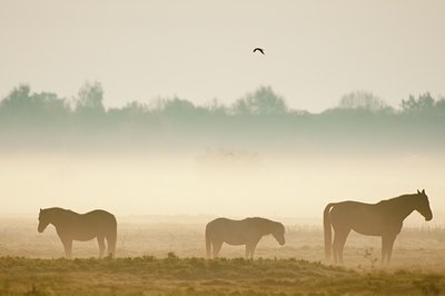 BUITEN BEELD Foto: 93279