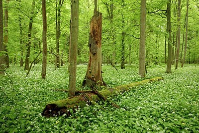 BUITEN BEELD Foto: 93298
