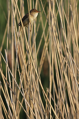 BUITEN BEELD Foto: 93313