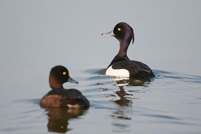 BUITEN BEELD Foto: 93332