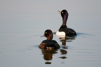 BUITEN BEELD Foto: 93333