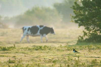 BUITEN BEELD Foto: 93343