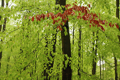 BUITEN BEELD Foto: 93380