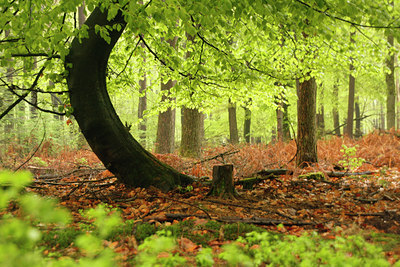 BUITEN BEELD Foto: 93384
