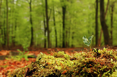 BUITEN BEELD Foto: 93385