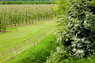 BUITEN BEELD Foto: 93414