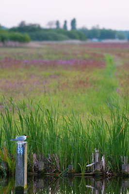 BUITEN BEELD Foto: 93428