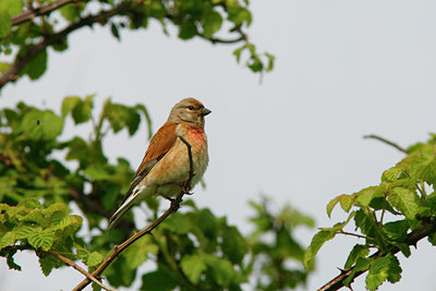 BUITEN BEELD Foto: 93454