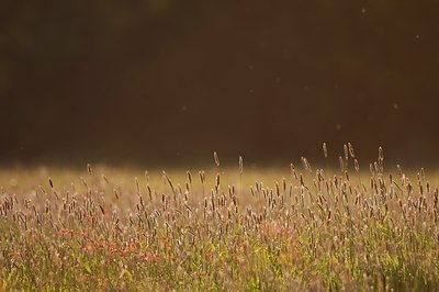 BUITEN BEELD Foto: 93461