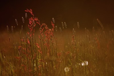 BUITEN BEELD Foto: 93462