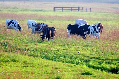 BUITEN BEELD Foto: 93470