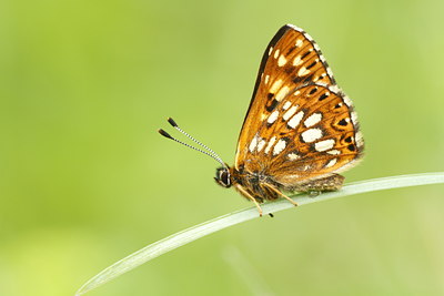 BUITEN BEELD Foto: 93492