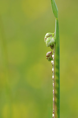 BUITEN BEELD Foto: 93512