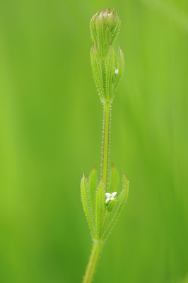 BUITEN BEELD Foto: 93518