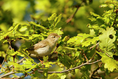 BUITEN BEELD Foto: 93519