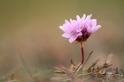 BUITEN BEELD Foto: 93528