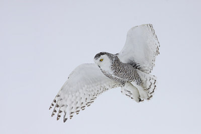 BUITEN BEELD Foto: 93549