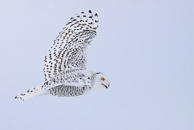 BUITEN BEELD Foto: 93551