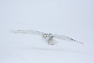 BUITEN BEELD Foto: 93562