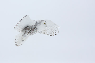 BUITEN BEELD Foto: 93566