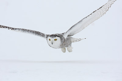 BUITEN BEELD Foto: 93573