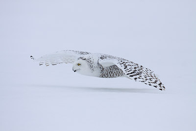 BUITEN BEELD Foto: 93579