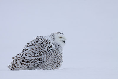 BUITEN BEELD Foto: 93580
