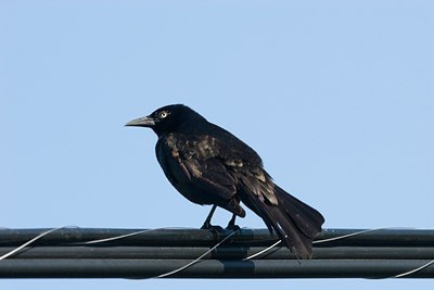 BUITEN BEELD Foto: 93627