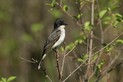 BUITEN BEELD Foto: 93628