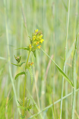 BUITEN BEELD Foto: 93664