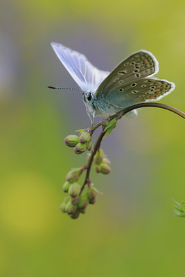 BUITEN BEELD Foto: 93668